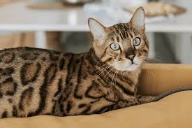 Bengal Cat